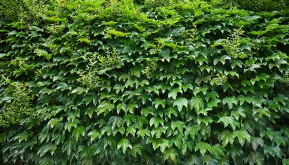 lush green ivy wall dense textured foliage for eco friendly landscaping