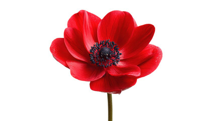 Red Anemone Flower Blossom Bloom Isolated on Transparent Background Floral Beauty
