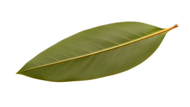 A single green oval leaf with prominent veins isolated on a transparent background