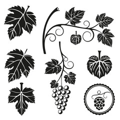 Grape leaves and vine elements grapes botanical