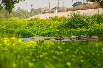 ducks in the concrete jungle