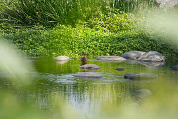 duck in the river