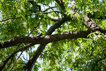 Hummingbird and hairy woodpecker in a tree