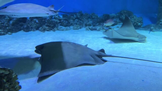 Cownose ray swimming over sandy bottom in aquarium