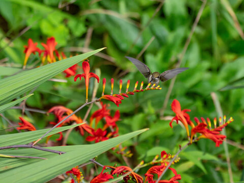 a hummingbird early summer morning