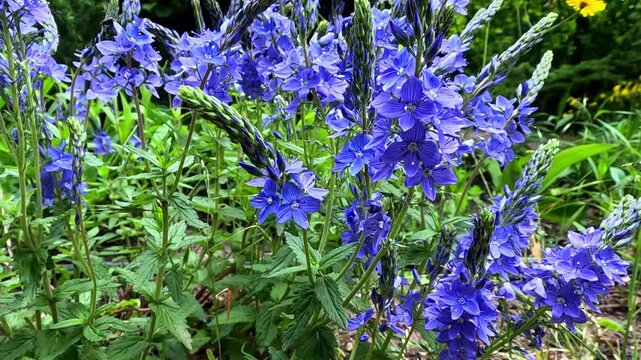 Veronica teucrium, herbaceous plant blooming with purple flowers in the garden