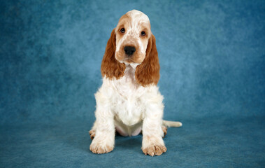 Portrait of an English Cocker Spaniel puppy. The dog is sitting. Color orange roan. Age 2 months.