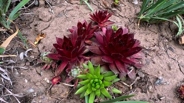 Sempervivum sp., decorative succulent plant with juicy red leaves in the garden