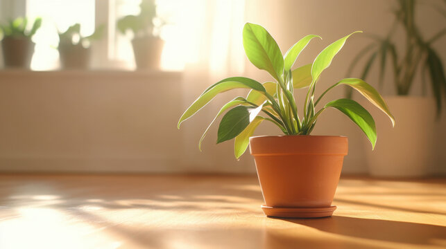 Sunlit plant in terracotta pot near window - warm and relaxing indoor decor scene for home interior design