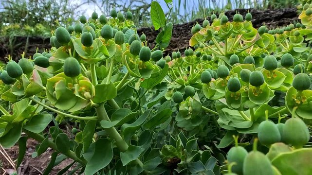 Euphorbia myrsinites, old flowers with round seed boxes herbaceous ornamental spurge in the garden