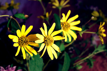 yellow flowers