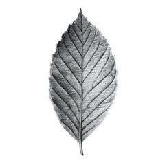 Obraz premium Antique Halftone Engraving of an Ash Leaf with Deep Green Hue Interpreted as Dense Dot Mesh, Crisp Edge Definition, Isolated on Black Background