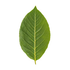 Obraz premium Classic Halftone Illustration of an Avocado Leaf with Bright Emerald Gradient Translated into Dot Pattern, Fresh Botanical Engraving Isolated on Black