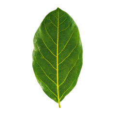 Fototapeta premium High-Contrast Halftone Illustration of an Avocado Leaf Viewed at Gentle Angle, Gloss Finish Converted to Precise Dot Gradients, Isolated on Solid Black Background