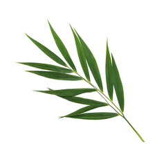 Fototapeta premium Halftone Engraving of a Bamboo Palm Leaf Side Profile, Elegant Arching Fronds in Fine Dot Mesh, Classic Botanical Illustration on Black