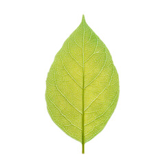 Fototapeta premium Retro Halftone Engraving of a Camphor Leaf Top View, Vein Texture Shaded with Dense Dots, Vintage Botanical Illustration on Black