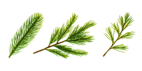 Halftone Engraving of Cedar, Pine and Spruce Leaves Clustered Composition, Overlapping Needles Rendered with Precise Dots, Classic Botanical Art on Black Background