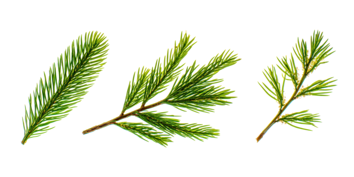 Halftone Engraving of Cedar, Pine and Spruce Leaves Clustered Composition, Overlapping Needles Rendered with Precise Dots, Classic Botanical Art on Black Background