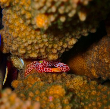 trapezia rufopunctata crab, coral crab