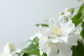 Jasmine flower, branch of beautiful jasmine flowers
