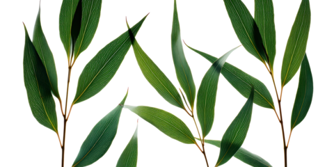 Retro Halftone Engraving of Eucalyptus, Bamboo and Birch Leaves Diagonal Arrangement, Forest Foliage Shaded with Dense Dots, Vintage Botanical Illustration
