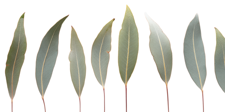 Halftone Engraving of Eucalyptus, Willow and Birch Leaves Fan Composition, Mixed Slender Foliage in Dense Dotwork, Vintage Botanical Illustration on Black Background