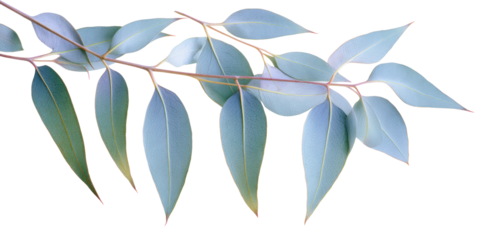 Vintage Halftone Engraving of Eucalyptus, Willow and Birch Leaves Parallel Layout, Slender Blades Shaded with Fine Dots, Retro Illustration on Black Background