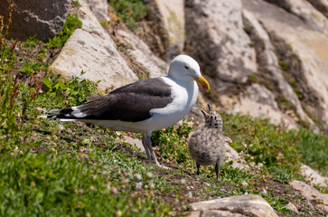 Great black backed gull 