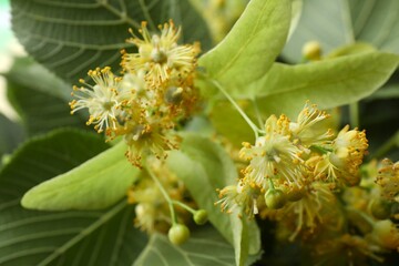 Linden yellow blossom of Tilia cordata tree 