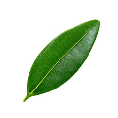 Obraz premium Retro Halftone Engraving of Frangipani Leaf Top Perspective Smooth Blade Shaded with Dense Stipple Vintage Botanical Illustration