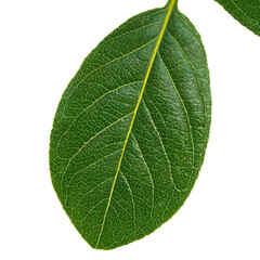 Obraz premium Retro Halftone Engraving of Guava Leaf Macro Top Perspective Bold Midrib Shaded with Dense Dots Vintage Illustration