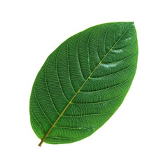 Obraz premium Halftone Engraving of Guava Leaf Side Profile Smooth Margin Illustrated with Precise Stipple Classic Botanical Art