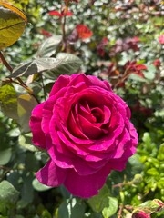 Beautiful pink rose in the garden, close up