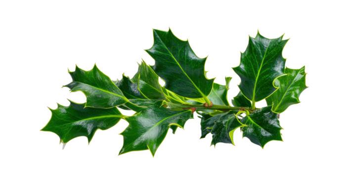 Vintage Halftone Engraving of Holly Ivy and Mistletoe Leaves Parallel Layout Shaded with Dots Retro Botanical Illustration - Powered by Adobe