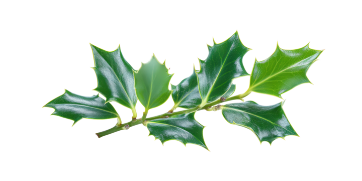 Retro Halftone Engraving of Holly Ivy and Mistletoe Leaves Diagonal Spread Dense Dotwork Vintage Botanical Illustration