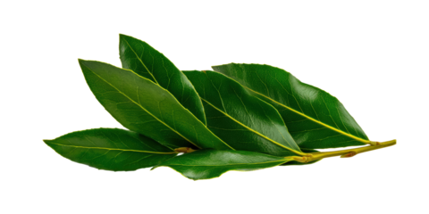 Olive Bay Laurel Leaves Overlapping to Show Shape Variety and Mediterranean Flavor Notes, with Transparent Background