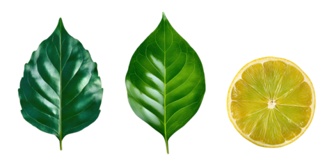 Grapefruit Lemon Orange Leaves Layered with Juicy Color Cues and Smooth Texture for Food Graphics, Isolated