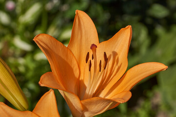 Lily (lat. Lilium) blooms in the garden. Lily - the genus of plants of the family of Lily (Liliaceae).