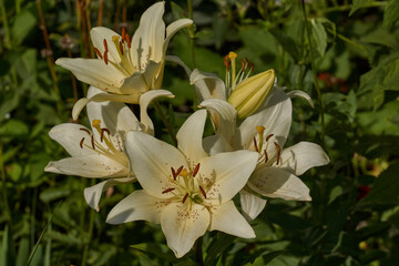 Lily (lat. Lilium) blooms in the garden. Lily - the genus of plants of the family of Lily (Liliaceae).