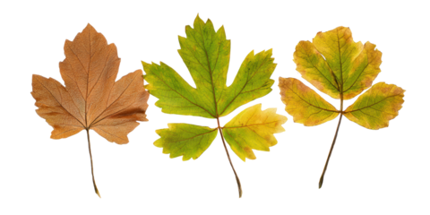 Maple Oak Chestnut Leaf Trio Showing Mixed Shapes and Autumn Design Flexibility, Isolated