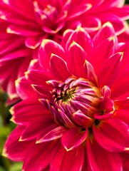  Dahlia 1