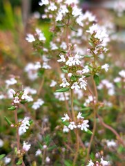 Thyme Blossoms