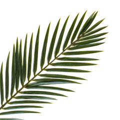 Naklejka premium Palm Frond Showing Fine Parallel Leaflets and Vacation Relax Mood, with Transparent Background