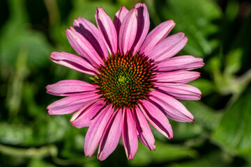 Blüte einer Echinacea purpurea, Purpursonnenhut © Cezanne-Fotografie
