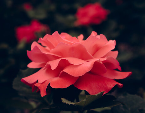 pink rose flower in the garden