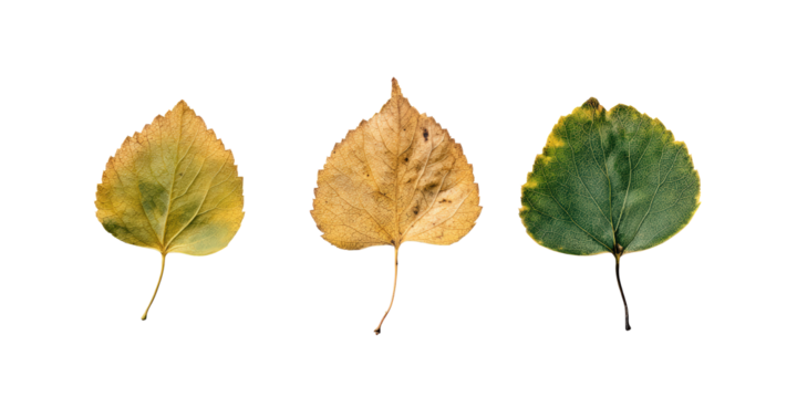 Forest Leaves Cluster Aspen Beech Sycamore Showing Varied Vein Patterns, Isolated