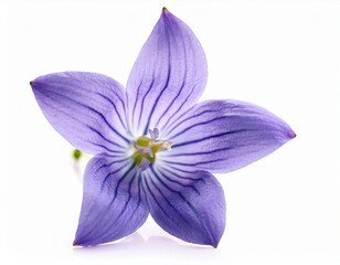 delicate bluebell flower with graceful petals isolated on white background