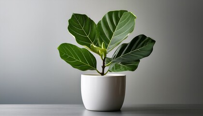 fiddle leaf fig plant in white pot