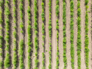 Spargelfeld nach der Ernte