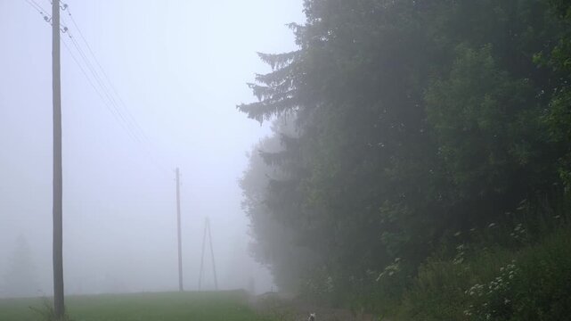 A lone cat walks along a rural gravel road surrounded by trees on a foggy day. Misty countryside atmosphere with natural tones and soft morning light.